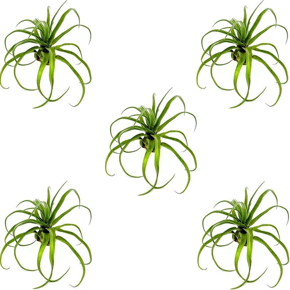 ragnaroc Live Air Plants - Tillandsia Streptophylla Jumbo – 5 count 5-9 inches – Ideal for gifts & presents, live indoor plants & live house-plants – live plants for home décor, 30 Day Guaranteed