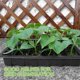thumbnail image 3 of Bandejas De Inicio De Semillas Bandeja De Plántulas Bandeja De Siembra De 12 Celdas Con Tapa Humedad Ajustable Kit De Cultivo De Inicio De Plantas Yuarrent HA041593-00, 3 of 6