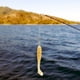 thumbnail image 5 of Señuelos de pesca, cebo de señuelo de pez de 70 mm, cebo de señuelo suave, cebo de pesca artificial, señuelo multifuncional, 5 of 9