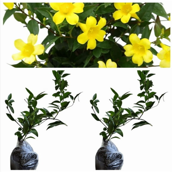 2 Live Yellow Jasmine Vine Carolina Jasmine Plants Gelsemium Sempervirens Plants Climbing Jasmines Shurb 5-7 Inch Tall