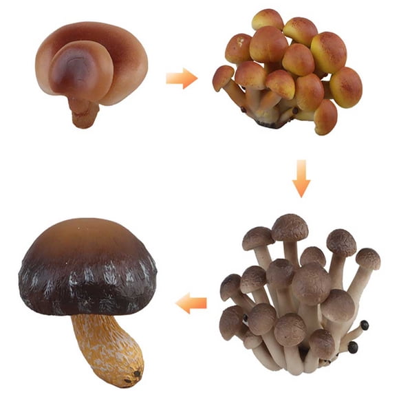 Life Cycle Fruit Vegetable Figurines Preschool Learning Activities Teaching Aid Educational Toys Gifts For Boys Girls