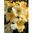 thumbnail image 3 of The Knock Out® Family of Roses 'The Yellow Sunny Knock Out® Rose' Live Shrub in 2-Gallon Grower Pot, 3 of 8