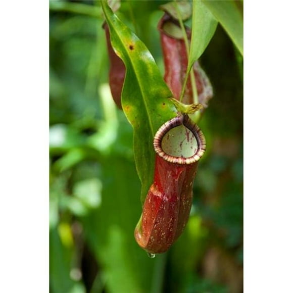 Danita Delimont PDDAS23CMI0161 Old World Carnivorous Pitcher Plant Hanging From Tendril Penang Malaysia Poster Print by Cindy Miller Hopkins, 15 x 22
