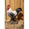 thumbnail image 1 of Hi- Line Gift 87961-WT Statue de Coq Noir/blanc, 1 of 1