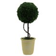 thumbnail image 3 of Admired By Nature Faux Preserved Artificial Boxwood Ball Topiary Plant Tabletop In Pot, 13"H, 3 of 3