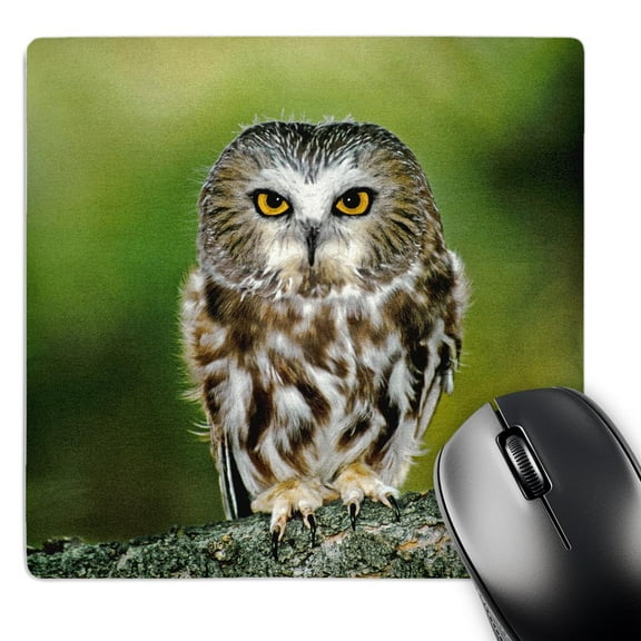 3dRose, Colorado. Northern saw-whet owl - US06 BJA0052 - Jaynes Gallery, MousePad