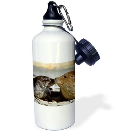 

3dRose California La Jolla harbor seals - US05 BJA0169 - Jaynes Gallery Sports Water Bottle 21oz