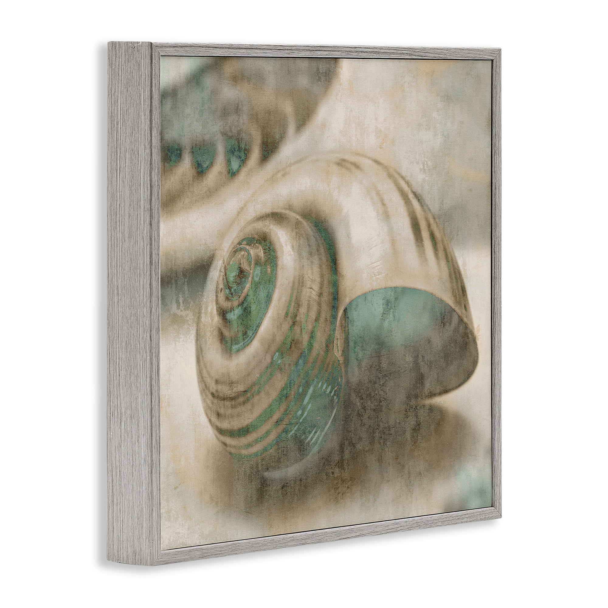 Stupell Industries Centered Sharkeye Seashell Nature Photography Gray Framed Art Print Wall Art, 24 x 24