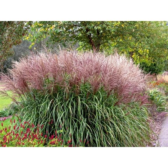 10 RED MAIDEN GRASS Miscanthus Sinensis Plumes Ornamental Flower Seeds