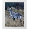 thumbnail image 3 of Dana Underdahl 15x18 White Modern Wood Framed Wall Art Titled - Waterbuck I, 3 of 5