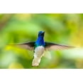 thumbnail image 2 of Jaynes Gallery 32x23 White Modern Wood Framed Museum Art Print Titled - Caribbean-Trinidad-Asa Wright Nature Center Male white-necked jacobin hummingbird hovering, 2 of 4