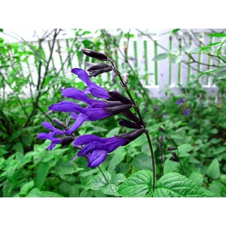Backyard Herb Garden - Black & Blue Hummingbird Sage Herb - Grow Indoors/Out - Live Plant - 4