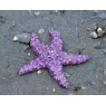 thumbnail image 2 of PLank, Savanah 31x26 Gold Ornate Wood Framed with Double Matting Museum Art Print Titled - Alaska-Ketchikan-Sea star (Pisaster orchraceus), 2 of 4