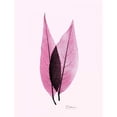 thumbnail image 3 of Koetsier, Albert 15x18 Black Modern Framed Museum Art Print Titled - Caplulin Cherry Pink, 3 of 5
