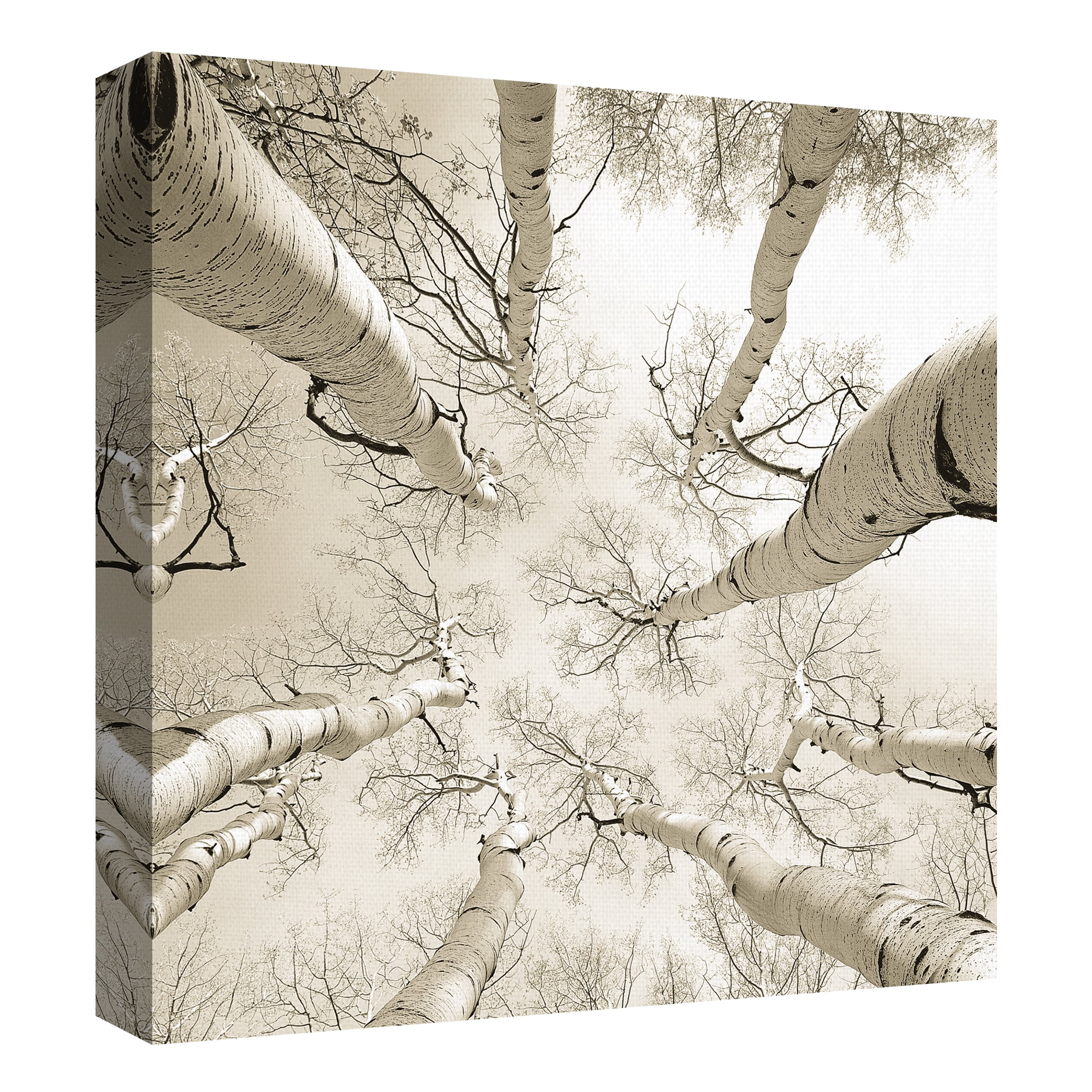 Silver Birch by Adam Brock Birch Trees Photo Canvas Art