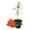 Butterfly Milkweed, variant on Butterfly Milkweed Plant - 1 Live Starter Plant - Asclepias Tuberosa - Perennial Florida-Native Wildflower Evergreen