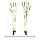 thumbnail image 4 of Bones Hand Halloween Props tamaño real para patio al aire libre jardín césped (blanco), 4 of 4