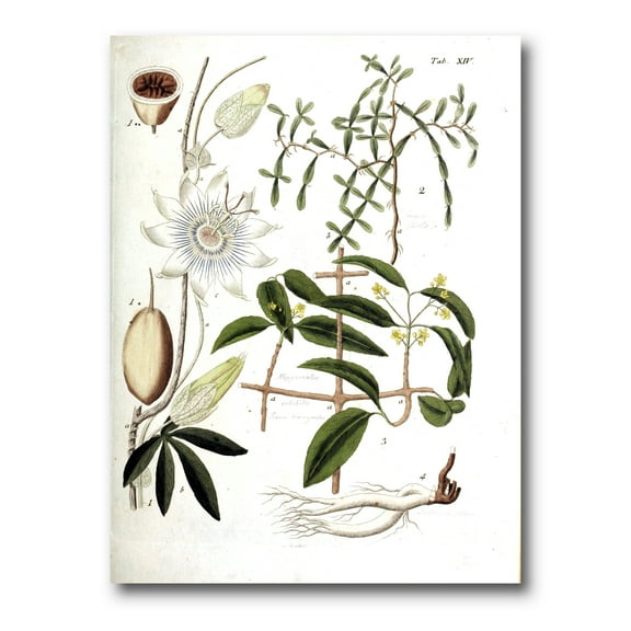Designart ' Ancient Plant Life IV ' Farmhouse Canvas Wall Art Print