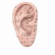 thumbnail image 1 of Ear Acupuncture Model Professional Reflexology Acupoint Learning Display Laboratory Supplies, 1 of 5