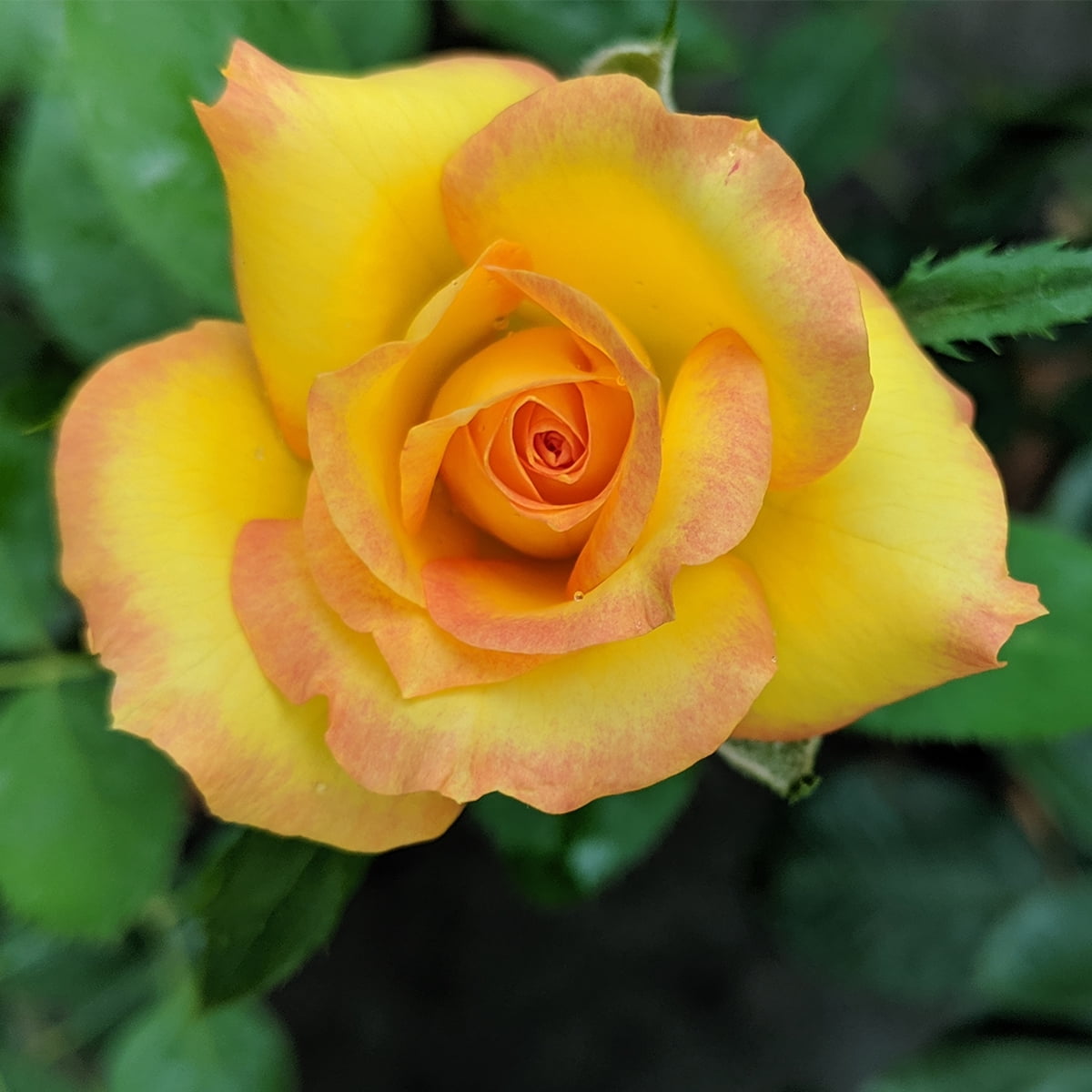 Van Zyverden Roses Gold Metal 1 Plant Root Stock Yellow Partial Sun Fragrant 3 lb