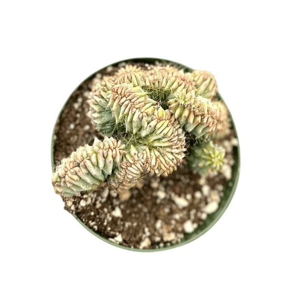 Blue Candle Crested Cactus Plant Live for Planting, Blue Myrtle Crested Cactus Plant, Rare Succulent Plant for Home Garden in 4 Inch Pot