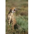 thumbnail image 2 of Souders, Paul 13x18 Black Ornate Wood Framed with Double Matting Museum Art Print Titled - Tanzania-Ngorongoro Conservation Area-Adult Cheetah, 2 of 4