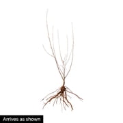 Carmine Jewel Dwarf Bush Cherry (Prunus), Dormant Bare Root Starter Fruit Tree (1-Pack)