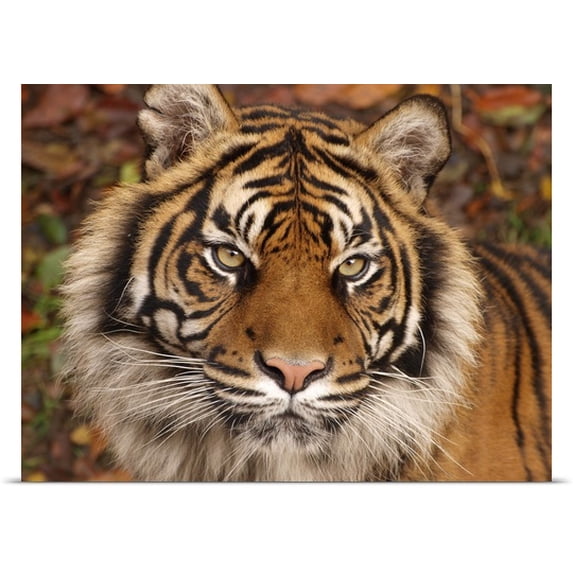 Great BIG Canvas Garry Chisholm Poster Print entitled Tiger Ferocity