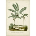 thumbnail image 3 of DOrbigny, M. Charles 13x18 Black Modern Framed Museum Art Print Titled - Antique Palm Collection VII, 3 of 5