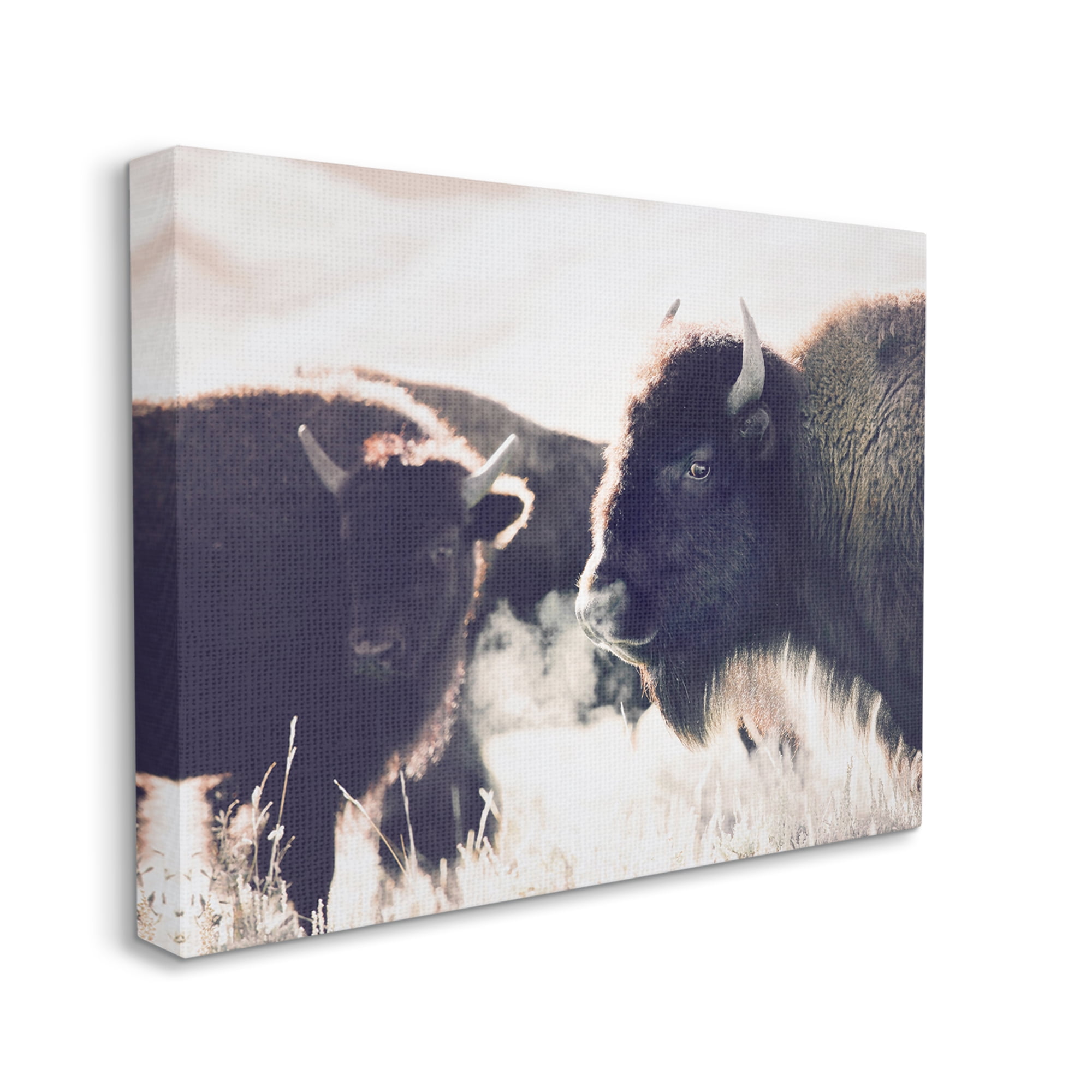 Stupell Industries Bison Gazing in Nature Animals & Insects Photography Gallery Wrapped Canvas Print Wall Art, 30 x 24