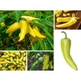 thumbnail image 2 of 30 Seeds| Pepper Seeds, Banana - Authentic Seeds ~ GMO Free ~ Seeds~Flower seeds~ Vegetable seeds~ Asian Garden~ Flowers~ Herbs B5G1 #7027, 2 of 5
