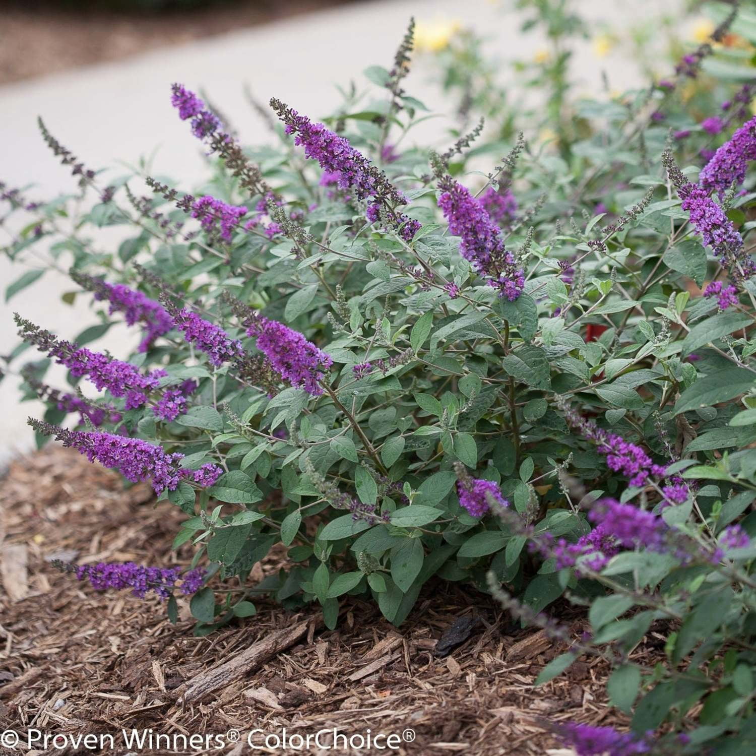Proven Winners ColorChoice 5" Lo & Behold 'Blue Chip Jr.' Butterfly Bush Live Plant in 4.5" Pot (4 Count)