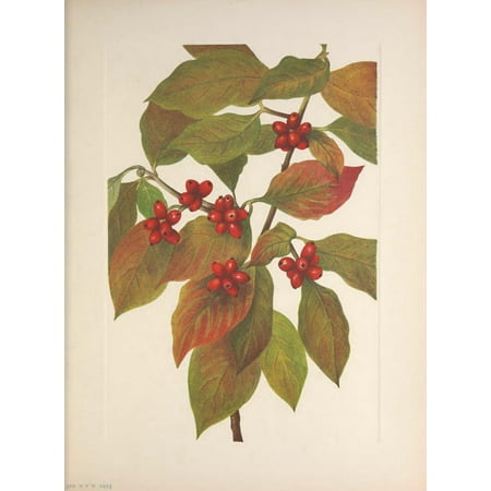 N American Wild Flowers 1925 Flowering Dogwood Fruit Canvas Art - Mary V Walcott (18 x 24)