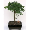 thumbnail image 2 of O'force Flowering Brazilian Raintree Bonsai Tree Large 15 years old, 16-17" Tall Great for Home Garden Office, 2 of 2