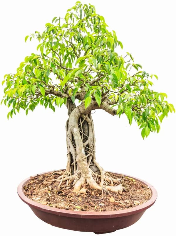 Weeping Fig Bonsai Tree Seeds 25 Seeds Ficus benjamina, Excellent