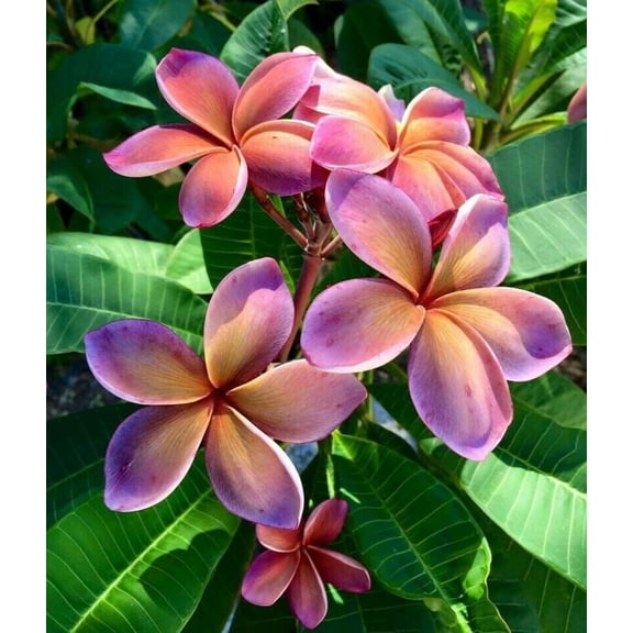 5 Pink Orange Plumeria Seeds Plants Flower Flowers Perennial Seed 503 US SELLER