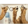 Avanti Press Camels At Office Water Cooler Humorous / Funny Retirement Card