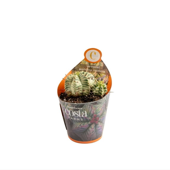 Costa Farms Live 3" Tall Meloformis Cactus, Bright Direct Sunlight, Indoor Live House Plants