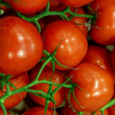 Tomato Garden Seeds - Jet Star Hybrid - 5000 Seeds - Non-GMO, Vegetable Gardening (Best Way To Start Tomato Seeds)