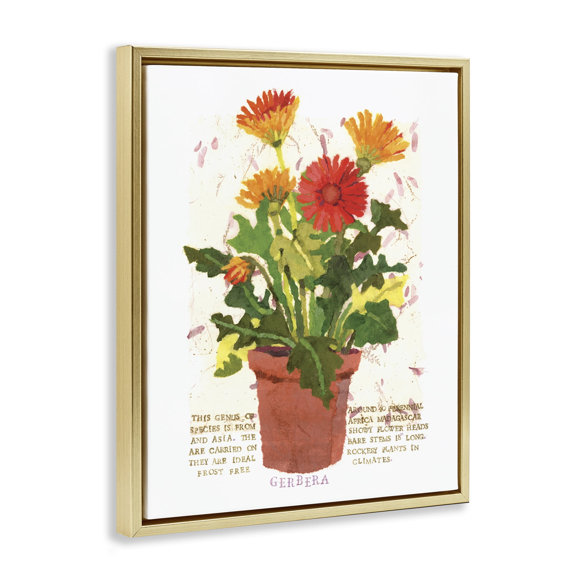 Stupell Industries Potted Gerbera Daisies Botanical & Floral Painting Gold Floater Framed Art Print Wall Art, 25 x 31