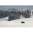 thumbnail image 2 of The Yellowstone Collection 18x13 Gold Ornate Wood Framed with Double Matting Museum Art Print Titled - Bison Bull, Blacktail Deer Plateau, Yellowstone National Park, 2 of 4