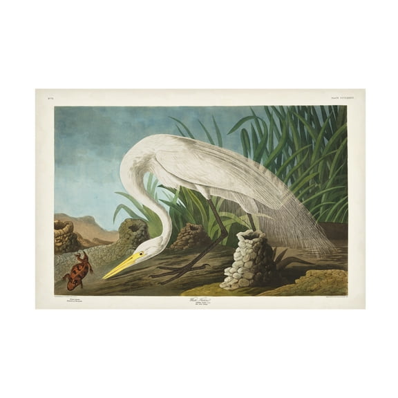 John James Audubon 'White Heron' Canvas Art