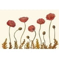 thumbnail image 2 of Iafrate, Sandra 32x23 White Modern Wood Framed Museum Art Print Titled - Coral Poppy Display II, 2 of 4
