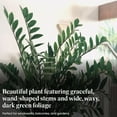 thumbnail image 3 of American Plant Exchange Live ZZ Plant, Zanzibar Gem, 6-inch Pot, Fuss Free, Easy Care, Low Watering Needs Houseplant, 3 of 7