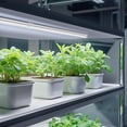 thumbnail image 3 of row Lights, 2FT 5000K White Full Spectrum Plant Growing Lamps, 144W(6 x 24W, 800W Equivalent), T8 LED Grow Light Bulbs, Plant Lights for Indoor Plants, Greenhouse, Linkable Design, 6-Pack, 3 of 5