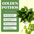 thumbnail image 4 of Golden Pothos Live Plant, 3 - 5 Inches Tall, Pothos Vine for Patio or Containers,  Zones 10 - 12, 4 of 5