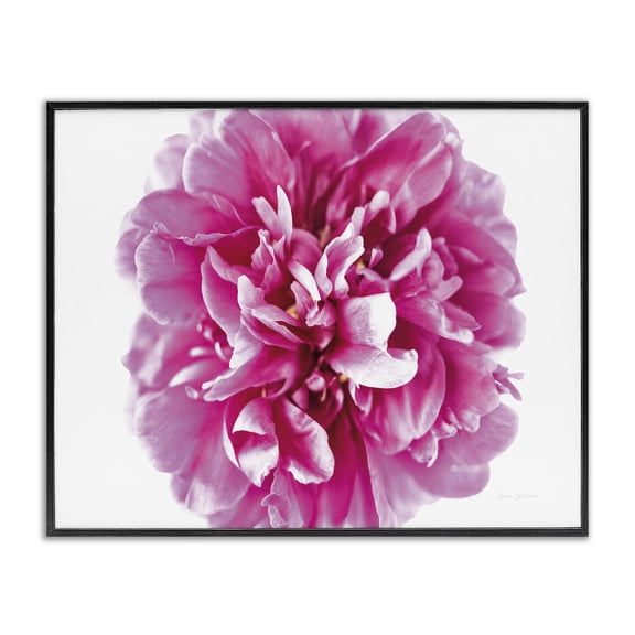 Stupell Industries Modern Pink Pop Flower Photograph Black Framed Giclee Art, 14 x 11, by Floragraphica