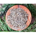 thumbnail image 6 of Dill Seeds, 0.44 Pounds — Kosher, Raw, Vegan — by Food to Live, 6 of 7