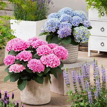 Brighter Blooms Elizabeth Ashley Hydrangea Live Shrub