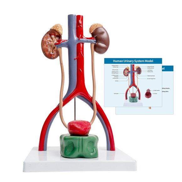 SFXYJ Male Urinary System Anatomy Model, Human Life Size Removable Bladder Kidneys Ureters and Adrenal Glands with Product Manual Card and PVC Base Labeled Numbered for